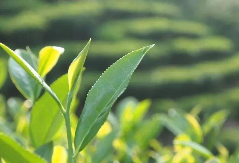 秋香氤氲漳平水仙，清心涤尘品茗思洁